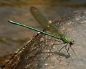 Appalachian Jewelwing