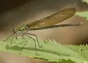 Appalachian Jewelwing - photo 2