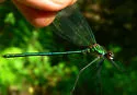 Appalachian Jewelwing - photo 3