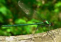 Appalachian Jewelwing - photo 4