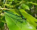 Appalachian Jewelwing - photo 5