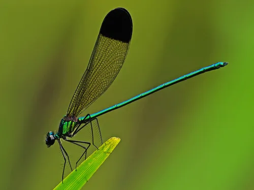 Sparkling Jewelwing - photo 2