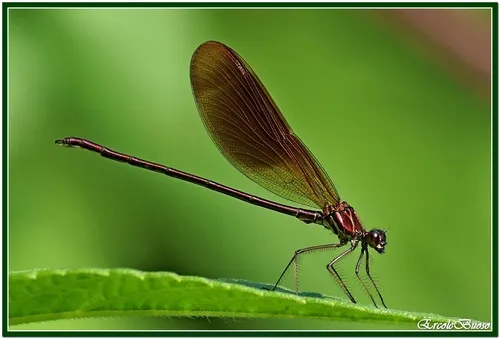 Copper Demoiselle