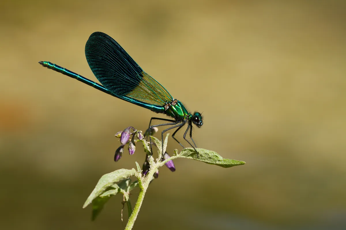 Western Demoiselle - photo 2