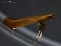 Caloptilia acerifoliella - Hodges#0584