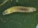Caloptilia acerifoliella - Hodges#0584 - photo 5