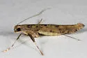 Caloptilia agrifoliella - Hodges#0585
