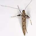 Caloptilia agrifoliella - Hodges#0585 - photo 2