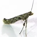 Caloptilia agrifoliella - Hodges#0585 - photo 4