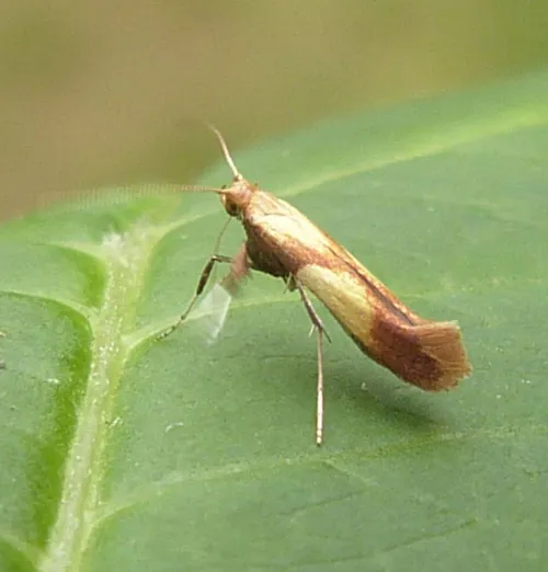 Caloptilia alchimiella