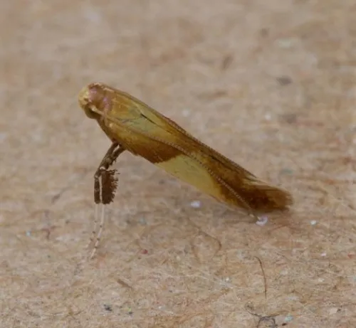 Caloptilia alchimiella - photo 2