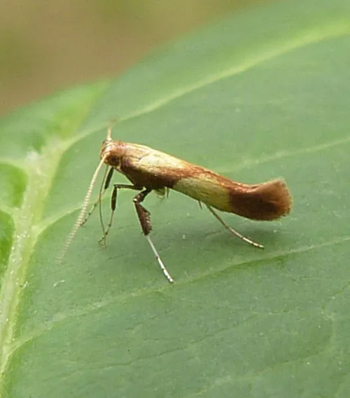 Caloptilia alchimiella - photo 3