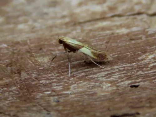 Caloptilia alchimiella - photo 4