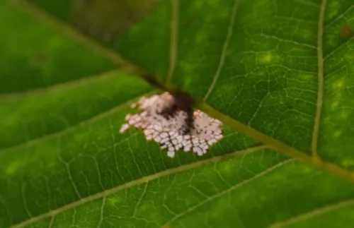 Caloptilia alchimiella - photo 5