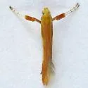 Caloptilia alnicolella - Hodges#0586