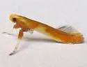 Caloptilia alnicolella - Hodges#0586 - photo 2