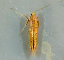 Caloptilia alnicolella - Hodges#0586 - photo 3