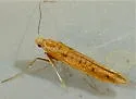Caloptilia alnicolella - Hodges#0586 - photo 4