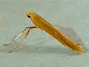 Caloptilia alnicolella - Hodges#0586 - photo 5
