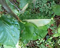 Caloptilia alnivorella - Hodges#0587
