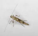 Caloptilia alnivorella - Hodges#0587 - photo 3