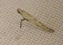 Caloptilia alnivorella - Hodges#0587 - photo 4