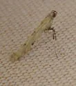 Caloptilia alnivorella - Hodges#0587 - photo 5
