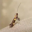 Caloptilia anthobaphes - Hodges#0589