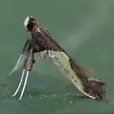 Caloptilia belfragella - Hodges#0594 - photo 2