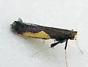 Caloptilia belfragella - Hodges#0594 - photo 3