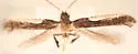 Caloptilia belfragella - Hodges#0594 - photo 4