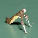 Caloptilia belfragella - Hodges#0594 - photo 5