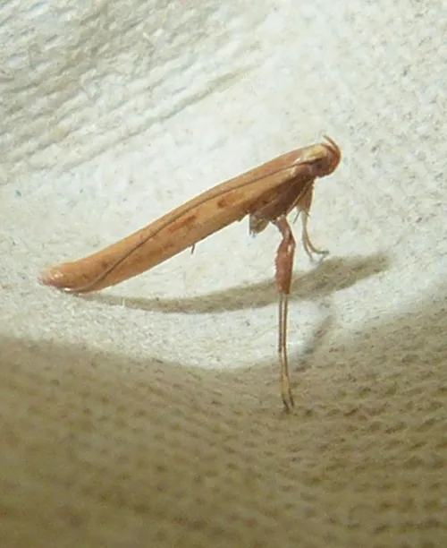 Caloptilia betulicola