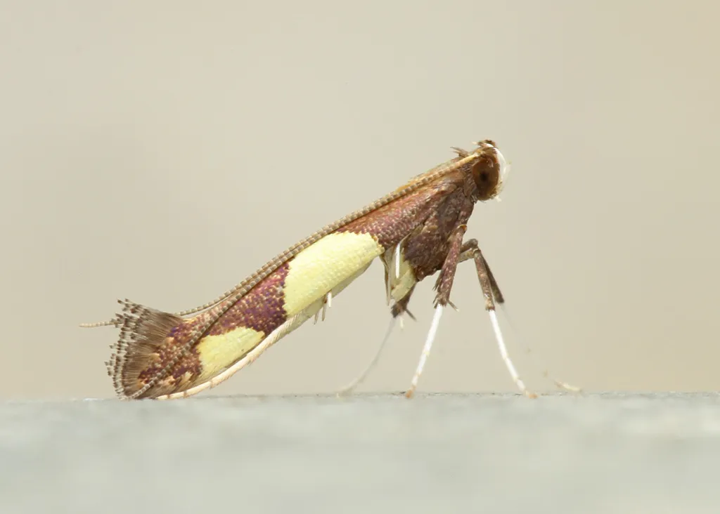 Maple Caloptilia Moth - photo 2