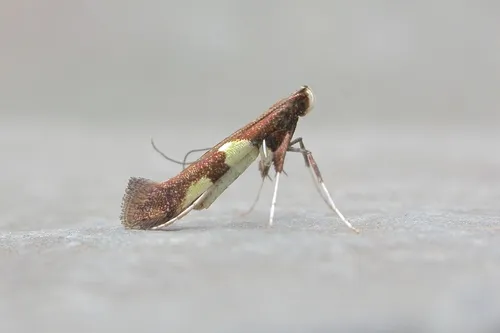 Maple Caloptilia Moth - photo 5