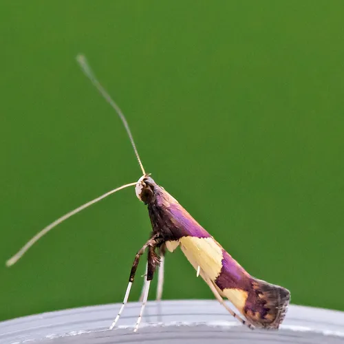 Maple Caloptilia Moth - photo 6
