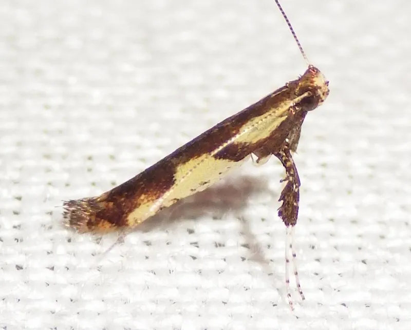 Walnut Caloptilia Moth - photo 3