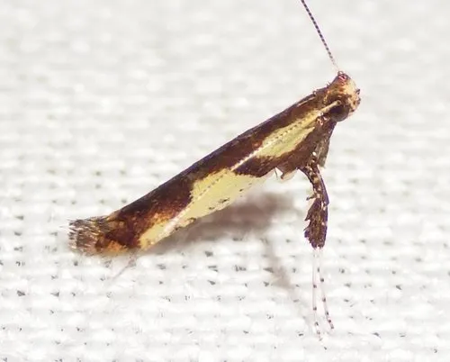 Walnut Caloptilia Moth - photo 4