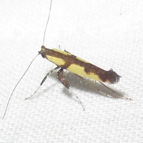 Walnut Caloptilia Moth - photo 5