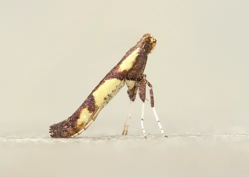 Walnut Caloptilia Moth - photo 6