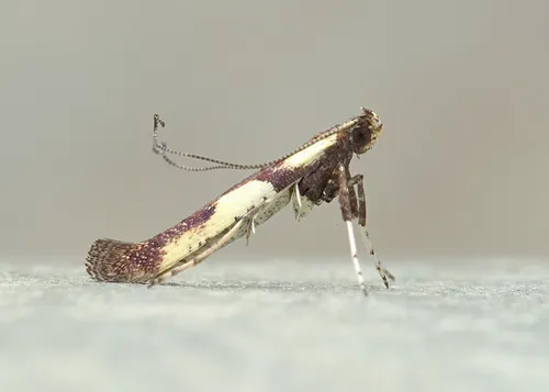 Walnut Caloptilia Moth - photo 7