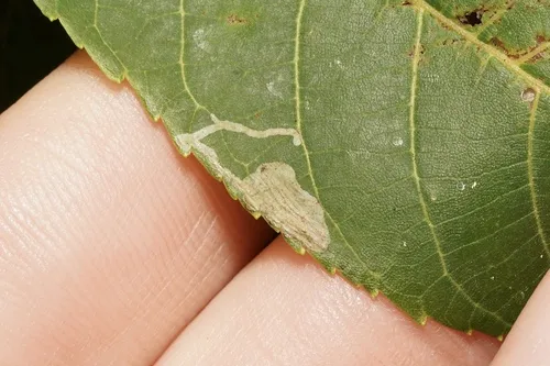 Walnut Caloptilia Moth - photo 8