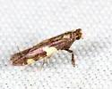 Caloptilia burgessiella - Hodges#0597