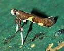 Caloptilia burgessiella - Hodges#0597 - photo 2