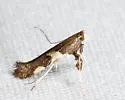 Caloptilia burgessiella - Hodges#0597 - photo 3