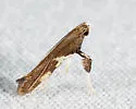 Caloptilia burgessiella - Hodges#0597 - photo 4