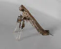 Caloptilia burserella - Hodges#0598