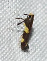 Caloptilia canadensisella - Hodges#0599 - photo 2
