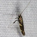 Caloptilia cornusella - Hodges#0600 - Caloptilia cornusella