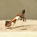 Caloptilia cornusella - Hodges#0600 - photo 3